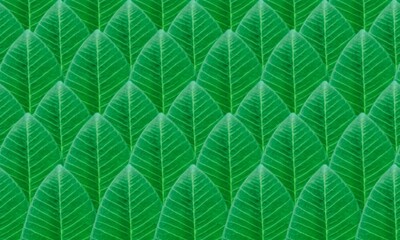 Fototapeta premium green leaf background