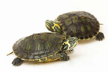 The yellow-bellied slider turtle (Trachemys scripta scripta) isolated on white background