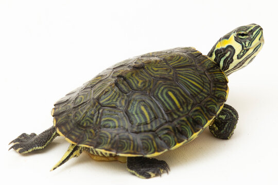 The yellow-bellied slider turtle (Trachemys scripta scripta) isolated on white background