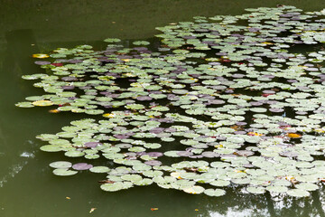 Obraz na płótnie Canvas waterlilly leaves floating in a Japanese temple pond 