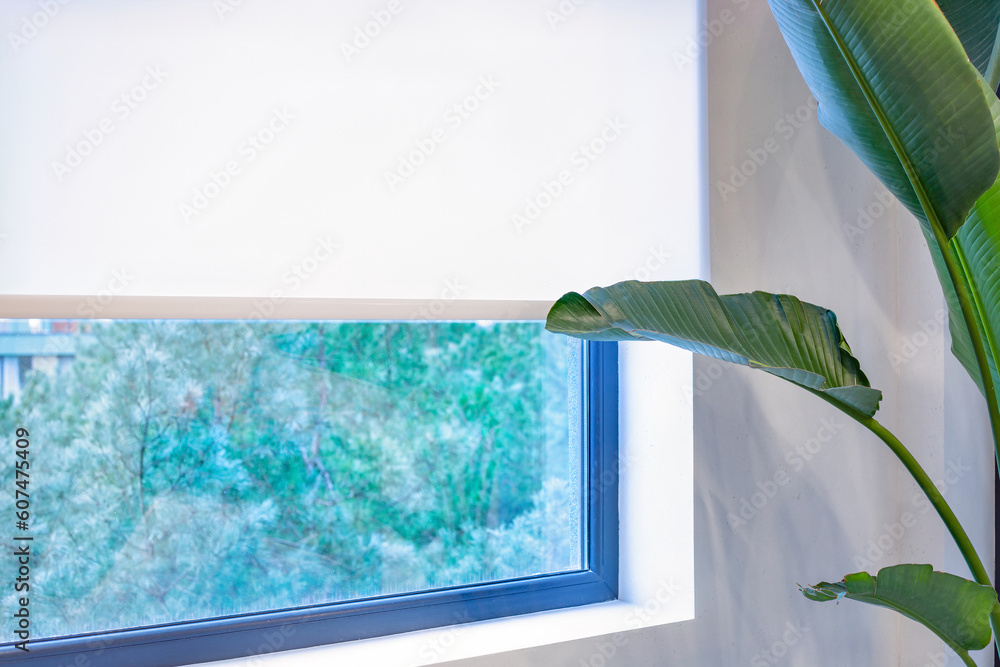 Aufkleber roller blinds close-up on the window. a houseplant is near the white color window shade. the view ou