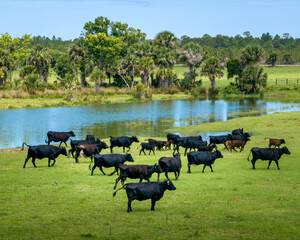 Cows - Mims, Florida, USA.  Summer 2023 - obrazy, fototapety, plakaty