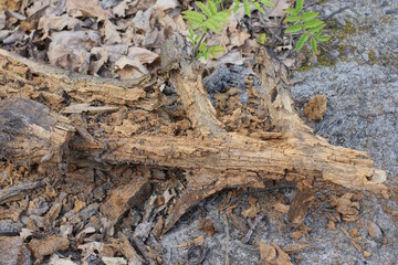 one old rotten brown log lies on the gray ground in nature