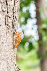 Cicada shell on tree in the garden. (Cicada molt)