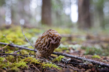 Fresh morel mushroom