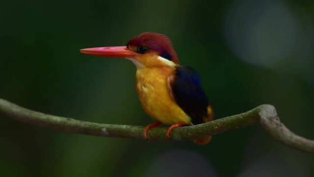 Oriental Dwarf Kingfisher dressed up on a branch of the tree after taking a bath already in the forest at Ban Krang Camp the national park Kaeng Krachan, Phetchaburi Thailand.