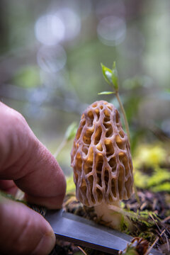 Fresh morel mushroom