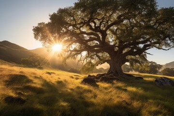 Captivating Oak Tree Embracing the Mystical Forest