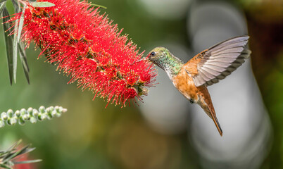 hummingbird feeding on a flower © William Huang