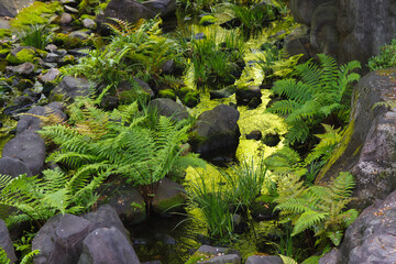 Japanese garden with fern and rocks at a pond