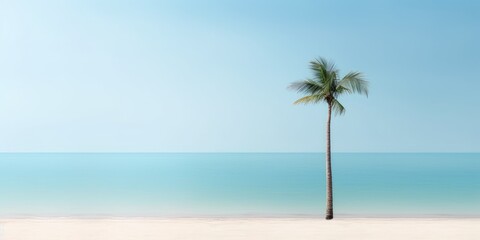 Fototapeta na wymiar Palm tree on the tropical beach
