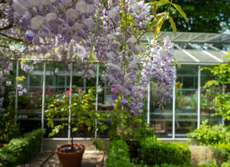 A wide variety of colourful flowers, including geraniums and amaryllis in the greenhouse at the stunning gardens of West Green House, Hampshire, UK.
