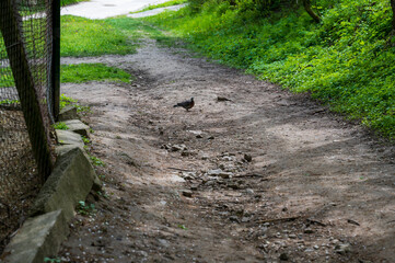 Unpaved forest road with pigeon