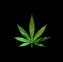 cannabis leaf  isolated on white background, marijuana weed, plant illustration,  illegal
