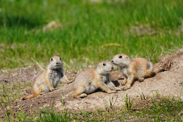 Naklejka na ściany i meble Close-up of three young black-tailed prairie dogs