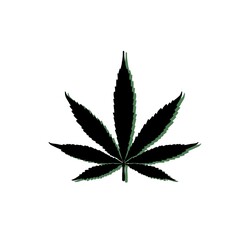 cannabis leaf  isolated on white background, marijuana weed, plant illustration,  illegal
