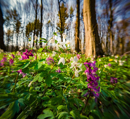 Blooming Corydalis cava flowers in spring woodaland. Nice morning scene of forest glade in April with white tiny flowers. Beautiful floral background. Anamorphic macro photography.