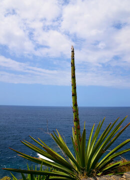 Agave sisalana or Sisal is a species of flowering plant native to southern Mexico.
