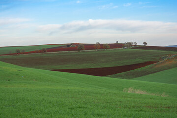 Landscape of green wheat field in sunlight, Spring with green herb, Meadow of wheat. Nature...