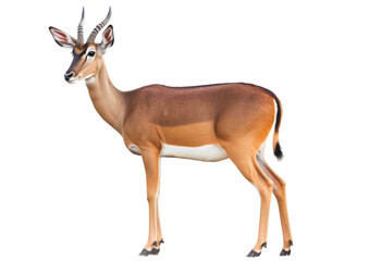 Impala png, transparent background, antelope isolated, generative ai