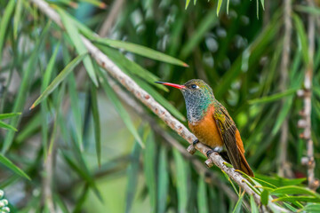 A Peruvian Hummingbird