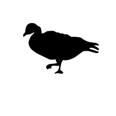 Duck Silhouette 