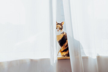 Cute Multicolor adult cat pet sitting alone on the windowsill behind the curtain in sunlight on sunset and looking at camera. Home life with pets. Selective focus. Copy space.