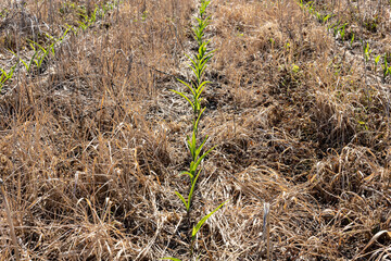 A row of young field corn in a cover crop field killed by herbicide.