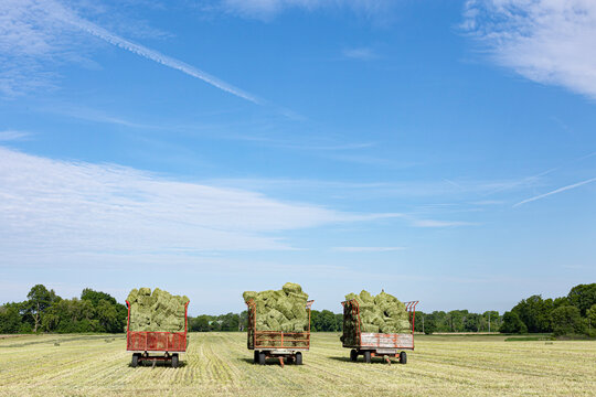 Three hay wagons full of bales in a field with a blue sky.
