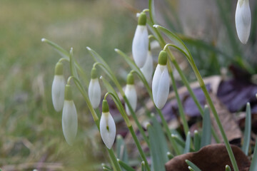 snowdrop flowers in the garden