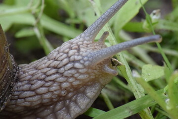 snail on a leaf