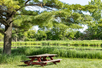 An old, red picnic table under a white pine tree next to a small pond in the summer.