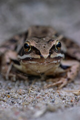 frog on the ground
