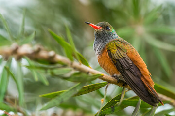A Peruvian Hummingbird