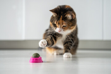 Multicoloured cat play with ball from dark green catmint or catswort. Playful fluffy kitty pulls paw towards toy catnip. Useful entertainment for pets. Love house animals. Owner buy toy for tomcat. - obrazy, fototapety, plakaty