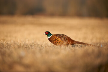 Beautiful male of common pheasant,