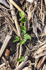 Vertical view from above of a row of emerging soybeans in a field of cornstalks.