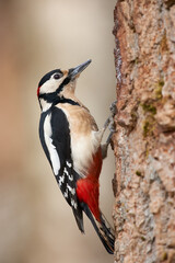 Great spotted Woodpecker perched on a tree branch
