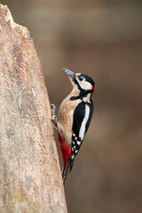 great spotted woodpecker on a branch