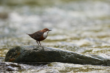 European dipper on a rock on bank of a mountain stream