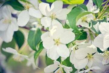 White flowers of blooming apple tree against background young green foliage.
