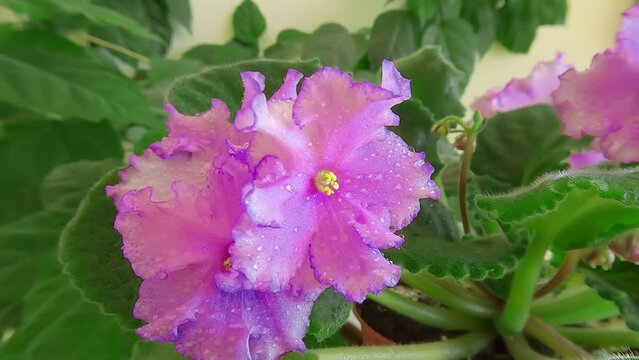 4k moving  to the side footage (Ultra High Definition) of blooming of red African Violet (Saintpaulia) flowers in the pot with wavy petals and green leaves. Beautiful floral background.