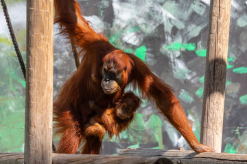 Baby orangutan with his mother in the zoo. Safari Ramat Gan, Israel. 