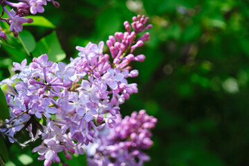 Branch of blooming lilac background green foliage.