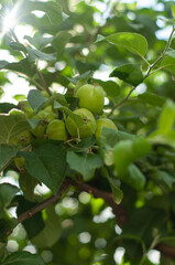 young small green apple on a tree among leaves harvest ingredients for cooking izji farm fruit growing vegetable garden horticulture