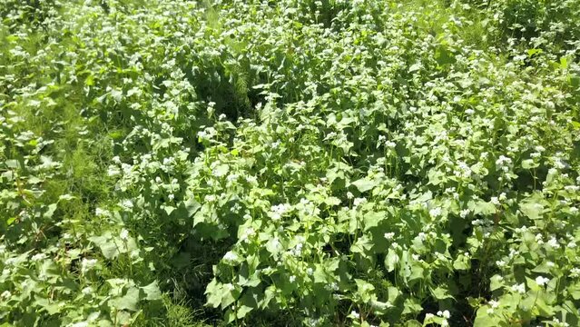 壮大な蕎麦の花畑の空撮。岐阜県中津川市坂下。
