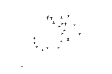 Flocks of flying pigeons isolated on white background.Save with clipping path.
