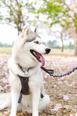 happy siberian husky dog face close up on the field and Pink Tecoma , Pink Trumpet Tree , thai cherry blossom sakura street in spring with blue sky 