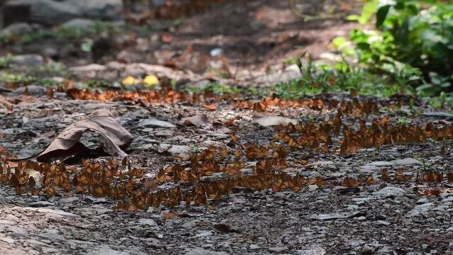 Many butterflies on the ground and flying at Ban Krang Camp, Kaeng Krachan National Park, Phetchaburi, Thailand.