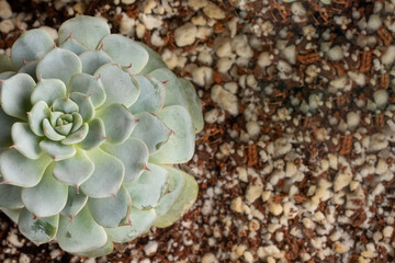 Close Up of Green Succulent Planted in Brown and White Soil
